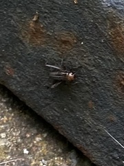 Eunemobius carolinus