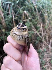 Acrocephalus schoenobaenus