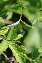 Cantharis rustica