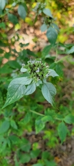 Pycnanthemum