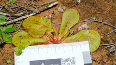 Drosera major