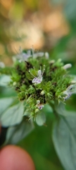 Pycnanthemum