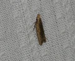 Dichomeris ochthophora