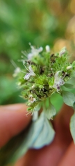 Pycnanthemum