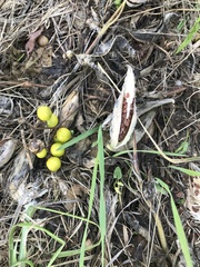 Asclepias syriaca