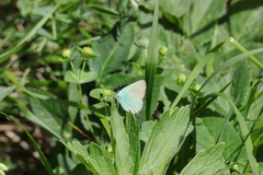 Callophrys rubi