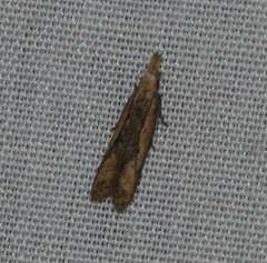 Dichomeris ochthophora