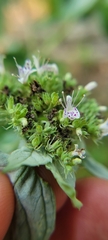 Pycnanthemum