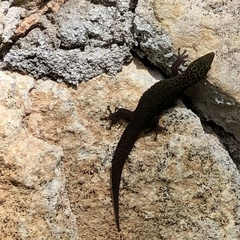Sphaerodactylus copei