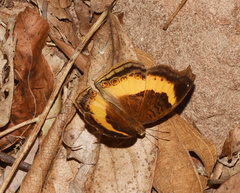 Junonia elgiva