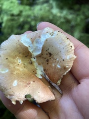 Russula fragilis