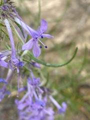 Ipomopsis multiflora