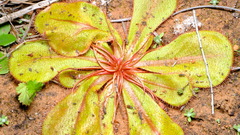 Drosera major