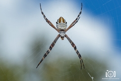 Argiope florida