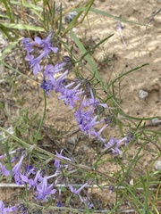 Ipomopsis multiflora
