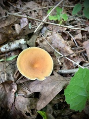 Lactifluus