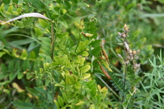 Vicia amoena