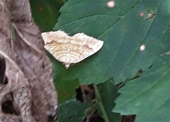 Camptogramma bilineata