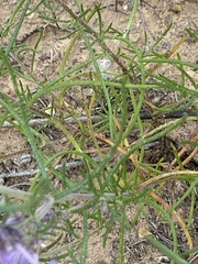 Ipomopsis multiflora