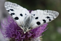 Parnassius apollo