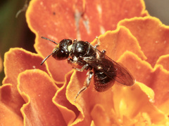 Ceratina cucurbitina