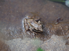 Rana