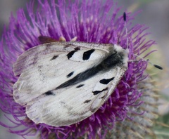 Parnassius apollo
