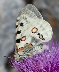 Parnassius apollo