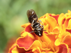 Ceratina cucurbitina