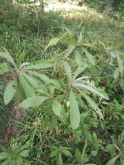Rhododendron luteum