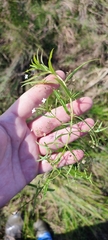 Veronica scutellata