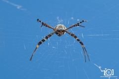 Argiope florida