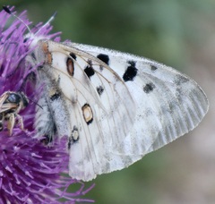 Parnassius apollo