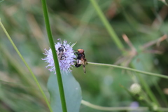 Volucella pellucens