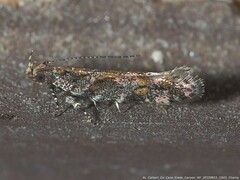 Aristotelia rubidella