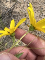Helianthus pauciflorus