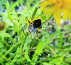 Bombus lapidarius