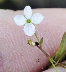 Veronica scutellata