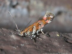 Aristotelia lespedezae
