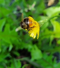 Bombus lapidarius