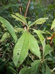 Rhododendron luteum