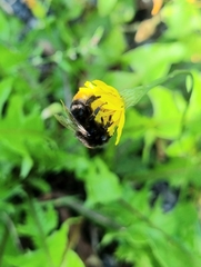 Bombus lapidarius