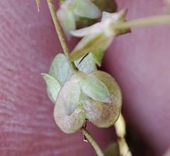 Veronica scutellata