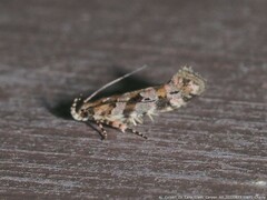 Aristotelia roseosuffusella