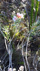 Lobostemon fruticosus