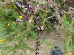 Leptinotarsa decemlineata