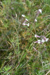 Silene amoena