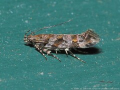 Aristotelia roseosuffusella