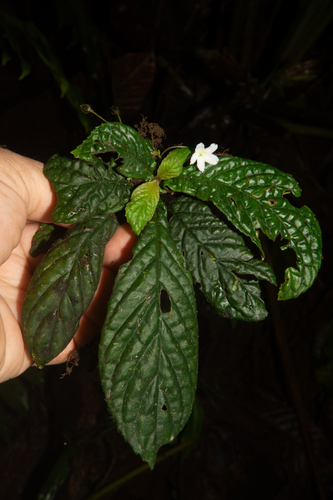 Napeanthus ecuadorensis