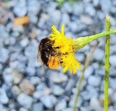 Bombus lapidarius